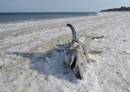 A frozen shark washed ashore on a beach in Cape Cod - Trending Topics