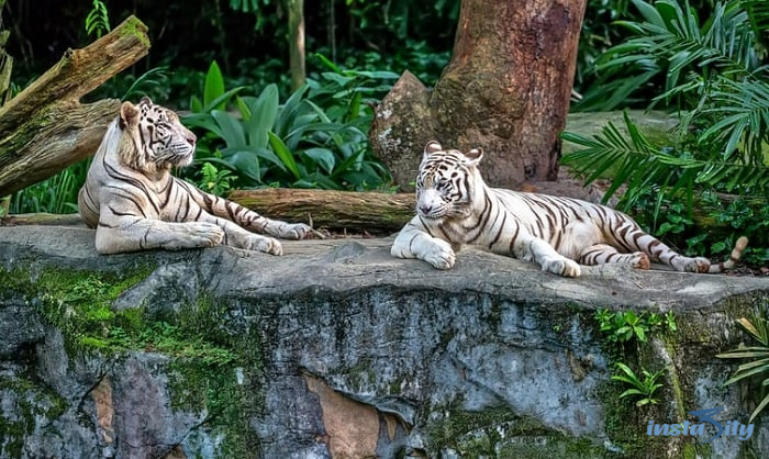 Singapore Zoo - Singapore
